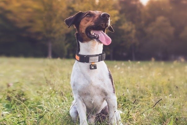 Smart Dog Collar